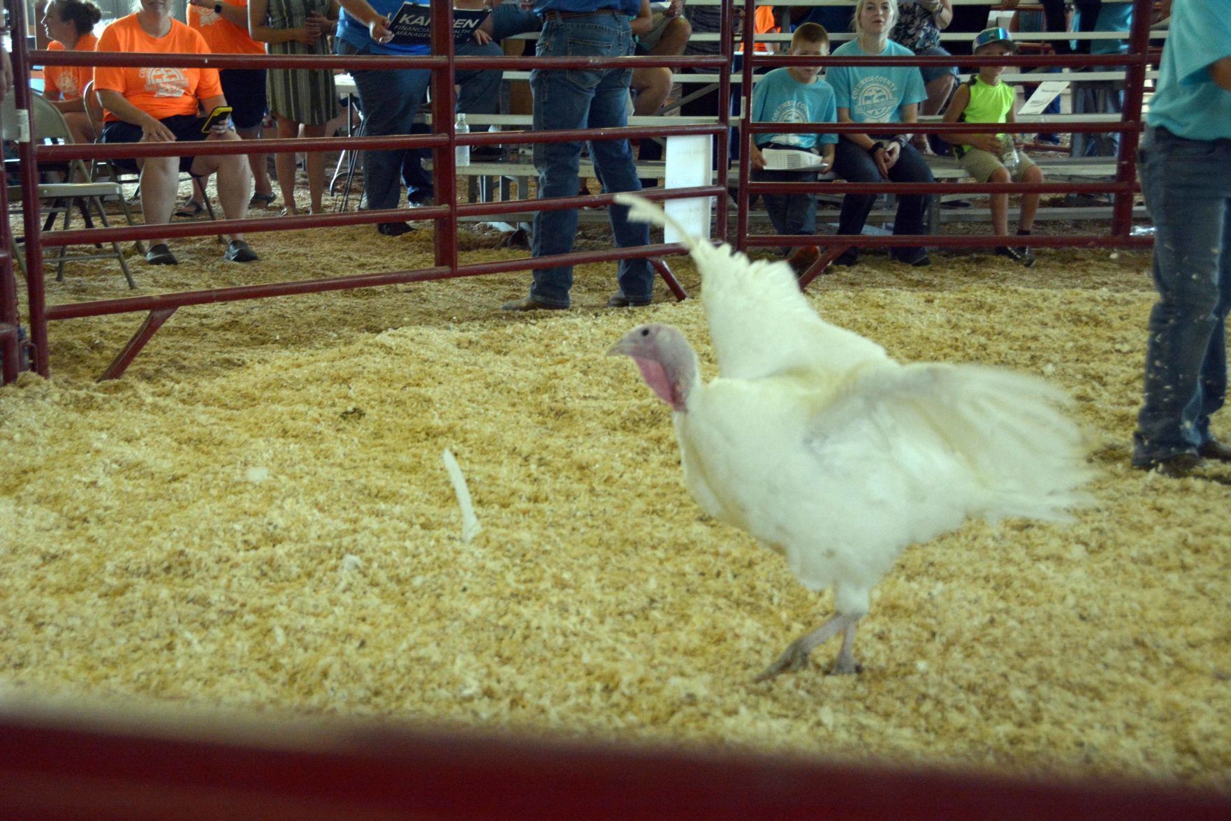 Saturday at the Columbia County Fair